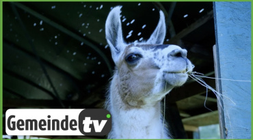 {c_m2_video_item_thumbnail_alt}