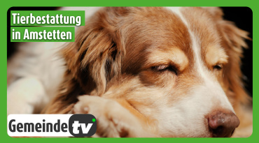 Thumbnail-Bild zum Video